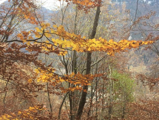 Foto Blog del 10.11.20